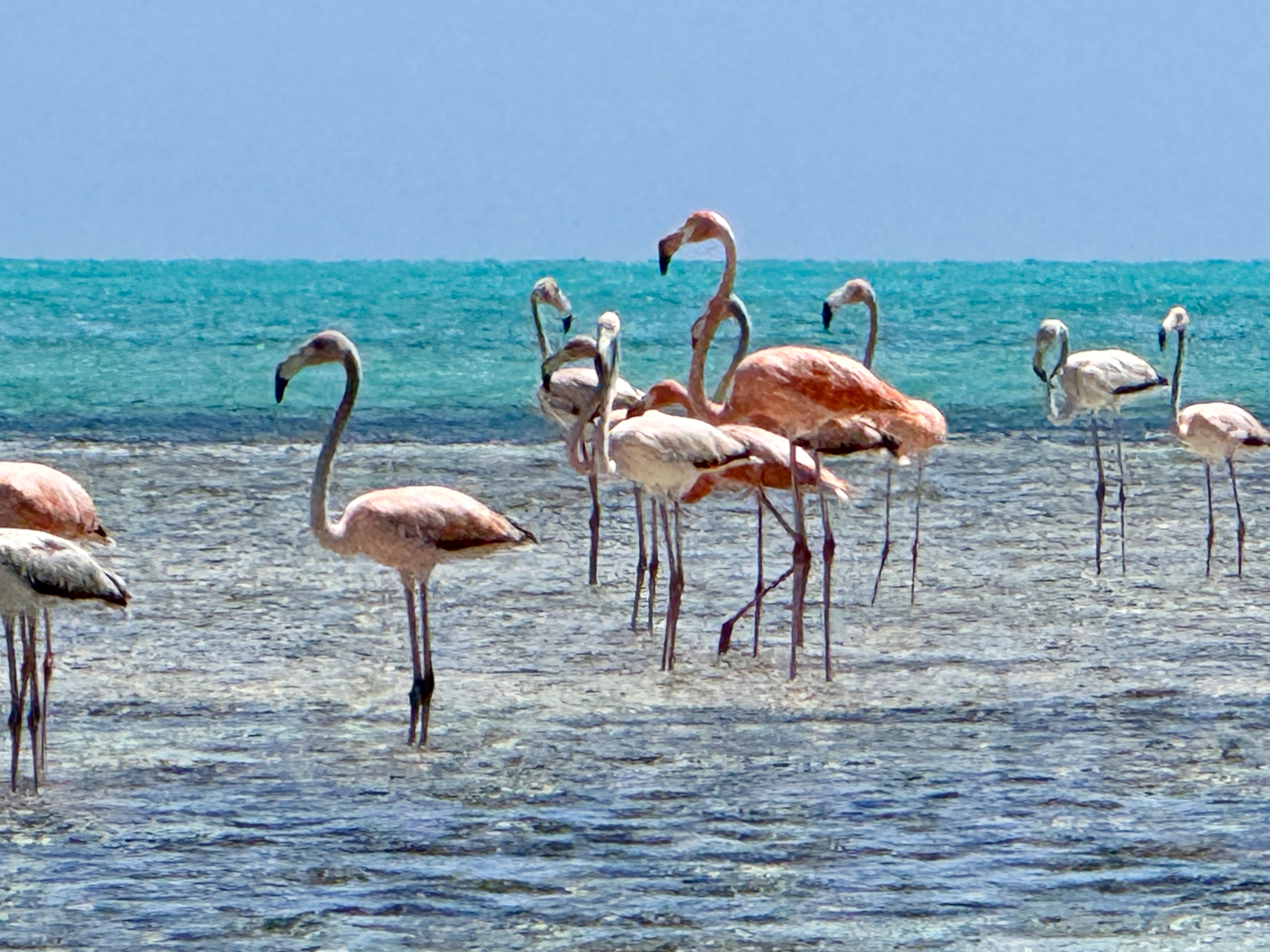 Flamingos wading in the turquoise waters of Mayaguana Bahamas